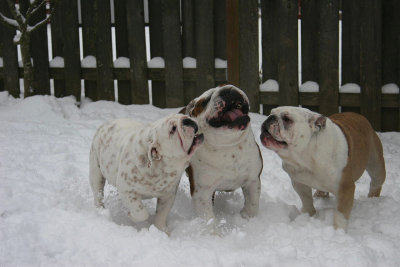 Bulldogs in the Snow....Picking on Angus