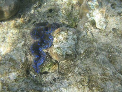Sea life