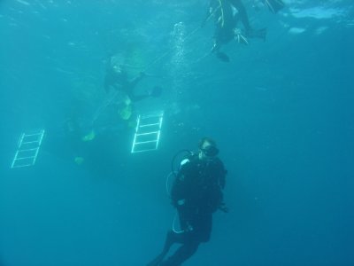 The Life Aquatic
