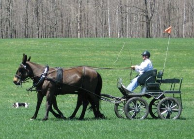 green meads farm 5/3/07 - john henry on the near side and agnes on the off side - photo by Jeff Morse