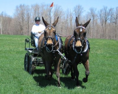 green meads farm 5/3/07 - john henry on the near side and agnes on the off side - photo by Jeff Morse