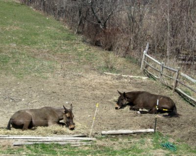 tired mules - photo by Jeff Morse