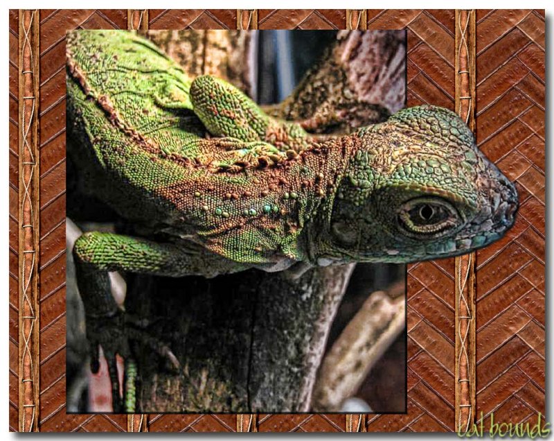 Iguana.jpg