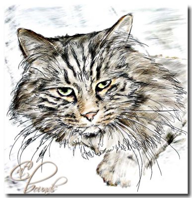 sleepy cat ink and watercolor.JPG