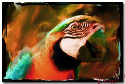 brazillian parrot faux Polaroid emulsion transfer.jpg