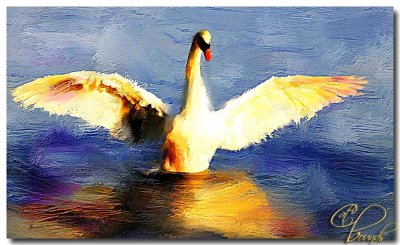 Swan.jpg