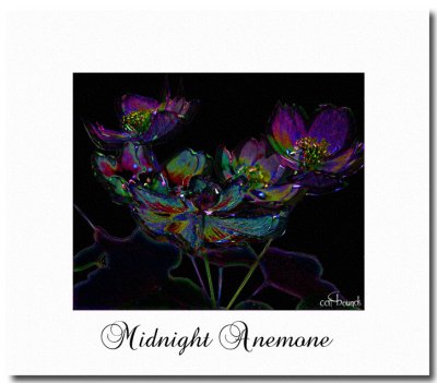 Midnight-Anemone.jpg