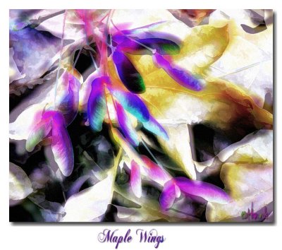 Maple-Wings.jpg