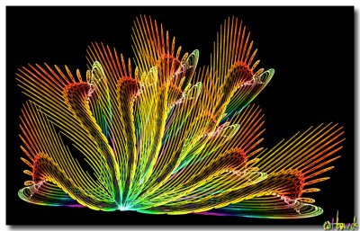 Cactus-Flower.jpg