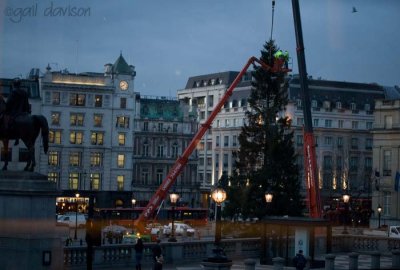 5 January  From the bus: Down with the tree