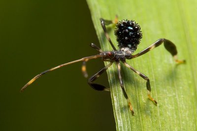 Assassin Bug! pg1