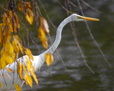 White Egret 75
