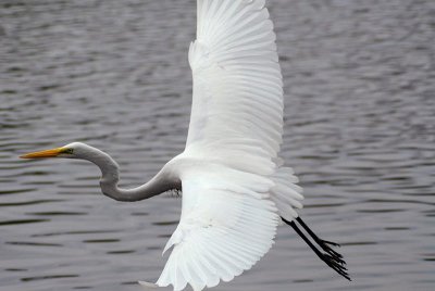 White Egret 149.jpg