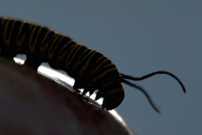 On an apple