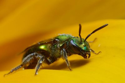 Bee on Yellow