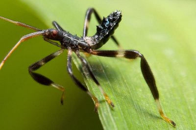 assassin bug 4 detail.jpg