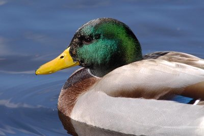 a beautiful duck.jpg