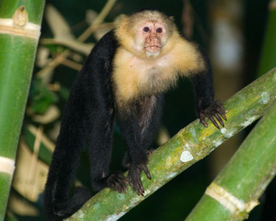 White Faced Capuchin