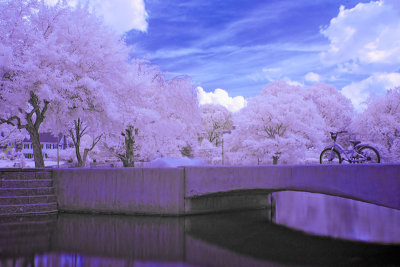 Bicycle Dreams 2.jpg