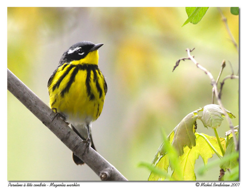 Paruline  tte cendre - Magnolia warbler