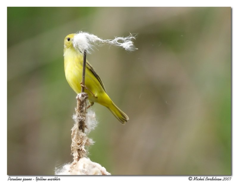 Paruline jaune <br/> Yellow warbler