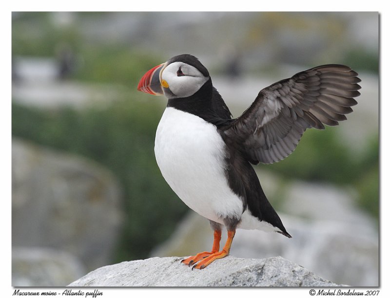 Macareux moine <br> Atlantic puffin