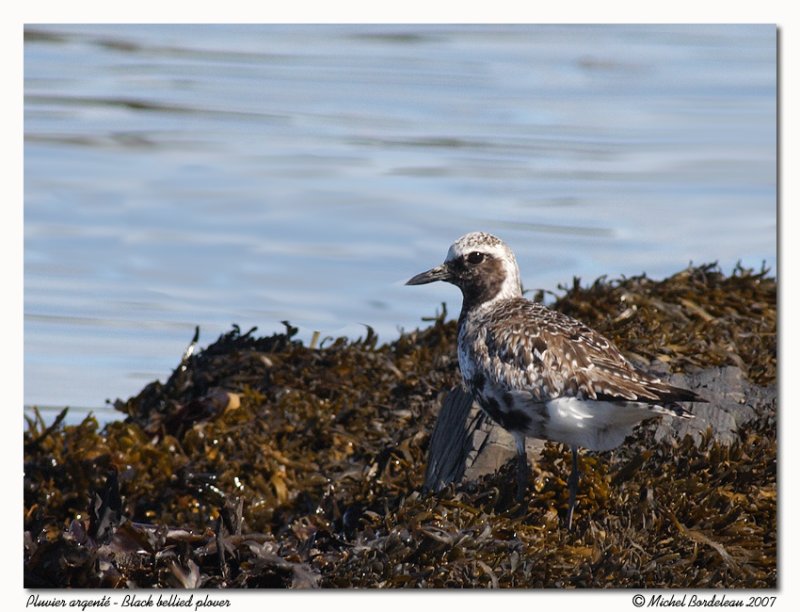 Pluvier argent - Black bellied plover