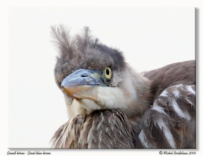 Grand hron  Great blue heron