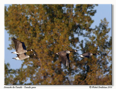 Bernache - Canada goose