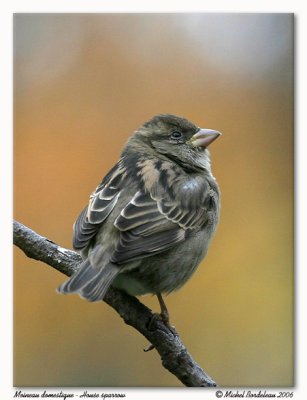 Moineau domestique - House sparrow