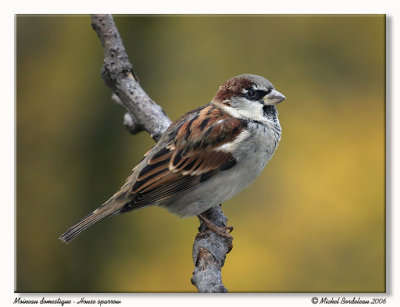 Moineau domestique<br/>House sparrow