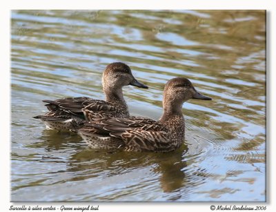 Sarcelle  ailes vertes - Green winged teal