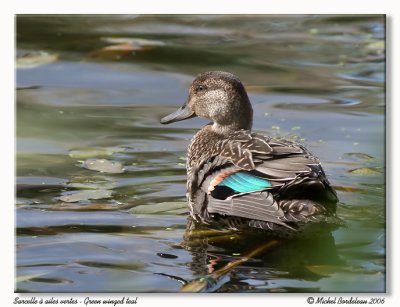 Sarcelle dhiver - Green winged teal