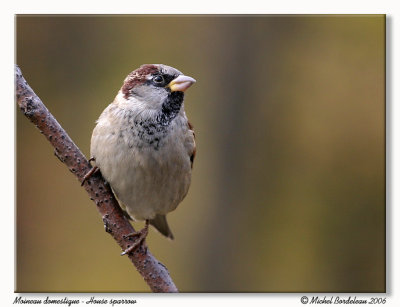 Moineau domestique - House sparrow