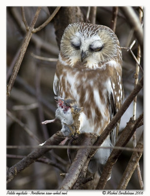 Petite nyctale - Northern saw-whet owl