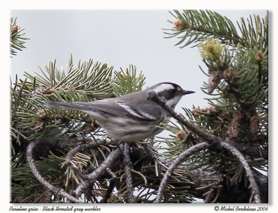 Paruline grise - Black throated gray warbler