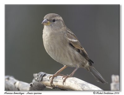 Moineau domestique - House sparrow