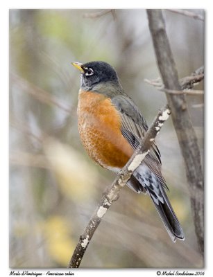 Merle d'Amrique - American robin