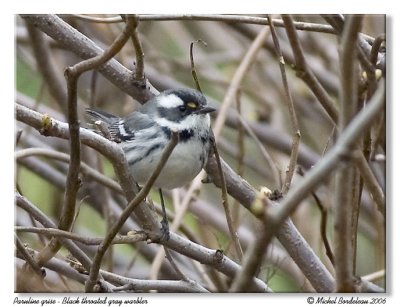Paruline grise - Black throated gray warbler
