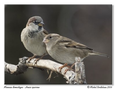 Moineau domestique - House sparrow