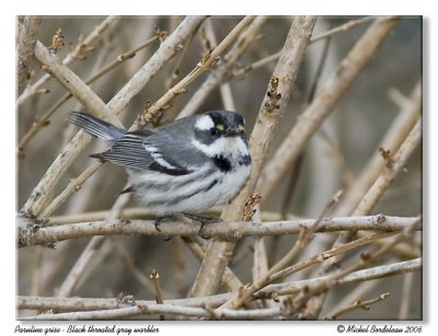 Paruline grise - Black throated gray warbler