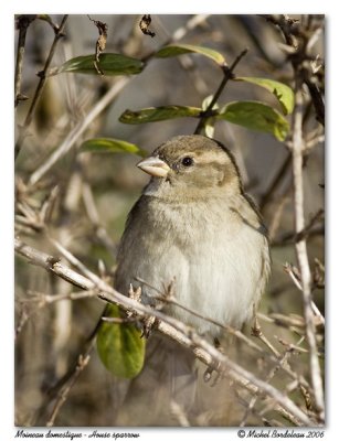 Moineau domestique - House sparrow