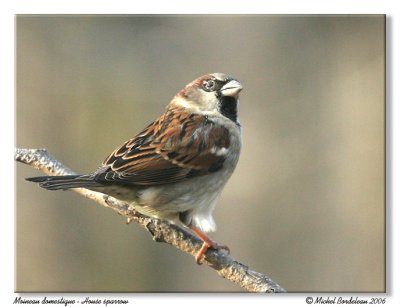 Moineau domestique - House sparrow