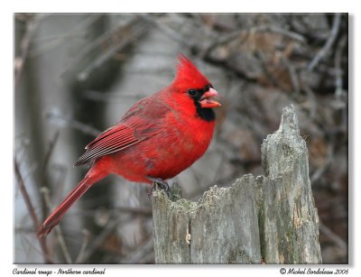 Cardinal rouge - Northern cardinal