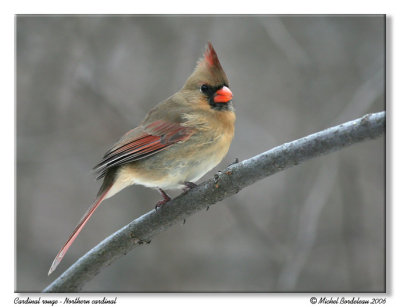 Cardinal rouge - Northern cardinal