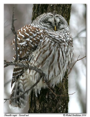 Chouette raye - Barred owl