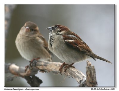 Moineau domestique - House sparrow