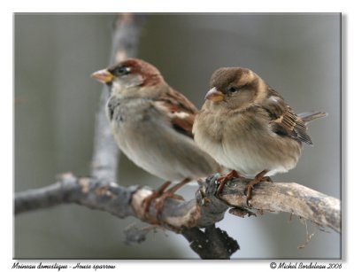 Moineau domestique - House sparrow