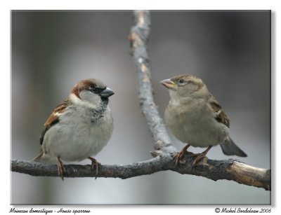 Moineau domestique - House sparrow