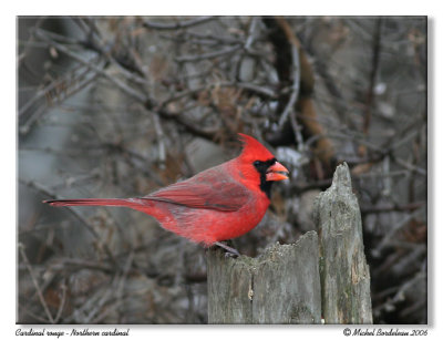 Cardinal rouge  Northern cardinal